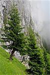 few green trees near a mountain slope, Piatra Craiului Mountains, Romania