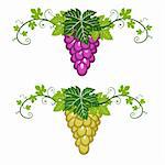 Blue and yellow grapes with green leaves on white background. Two borders, decorative object for your design.