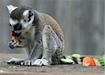 Ring-tailed Lemur 3 animal