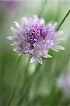 Close-up of a beautiful chive blossom. Shallow dof