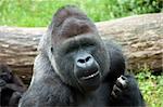 A male Gorilla in the Burgers Zoo in Holland