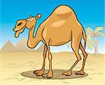 cartoon illustration of dromedary camel on desert