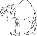 cartoon illustration of dromedary camel for coloring book