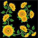 Yellow sunflowers on the  black background. Design element.