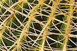 Closeup of  fine cactus species in warm sunlight