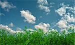 growing green  flax on background of sky