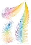 set of colorful vector feather