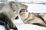 Baby seal close to his mom. Antarctica