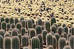 Farm producing a wealth of different cactus species