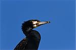 closeup cormorant (phalacrocorax carbo) on a blue sky
