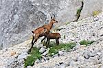 chamois (Rupicapra Carpatica) who go on a mountain