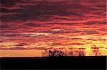 Red sunset and birch trees silhouetted on the horizon