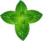 Vector picture of mint leaf