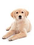 A Golden Retriever puppy relaxing on floor Puppy looking at the camera