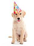 A puppy Golden Retreiver sitting on a white background