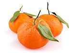 Three ripe tangerines with leaves isolated on white background