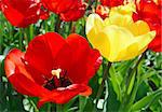 Vivid flowers tulip in a spring garden