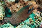 Giant moray eel on a coral reef with a cleaner wrasse in its mouth