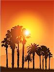 Tropical landscape with silhouettes of palm trees against a sunset sky