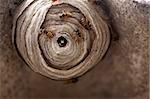 A macro of a small wasp nest