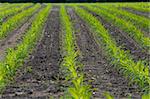field with straight rows of young maize