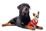 chihuahua dressed and rottweiler in front of white background