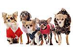 group of chihuahua dressed in front of white background
