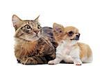 portrait of a cute purebred  puppy chihuahua and norwegian cat in front of white background