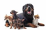 portrait of a purebred rottweiler and  chihuahuas in front of white background