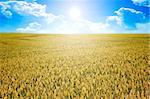 An image of a wheat field in bavaria germany