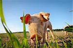 Shy young pig behind a grass straw