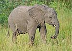 A young African Elephant in the Greater Kruger National Park, South Africa