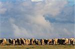 flock of sheep to graze on the sky with clouds background