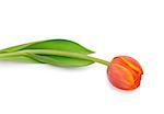 Beautiful orange tulip isolated on white background.Shallow focus