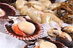 Raw queen scallops (lat. Aequipecten opercularis) and other seafood such as mussels and prawns on ice (Selective Focus, Focus the front of the scallop's meat)