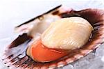 Raw queen scallop (lat. Aequipecten opercularis) on ice (Selective Focus, Focus the front of the scallop's meat)