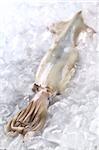 Raw fresh squid on ice (Selective Focus, Focus on the top of the head where the tentacles start)