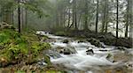 mountain river in Carpathian forest