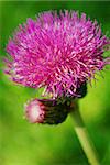 Close-p of purple burdock flower grwing in the forest