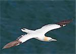 Gannet A Beautiful sea bird in flight