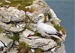 Gannet A Beautiful sea bird in resting