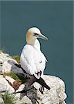 Gannet A Beautiful sea bird resting on a cliff edge