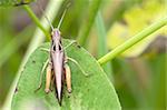 Grasshopper perched on a leaf  close up