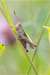 Grasshopper perched on a stem of grass closeup