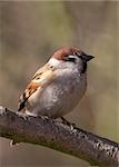 Tree Sparrow perched on a branch in the wild