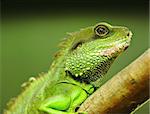 green iguana on tree branch