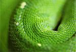 green snake skin