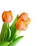 Beautiful orange tulips isolated on white background.Shallow focus