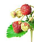 red straberries with green leaves