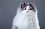 Portrait of young beautiful gray and white persian cat on grey background